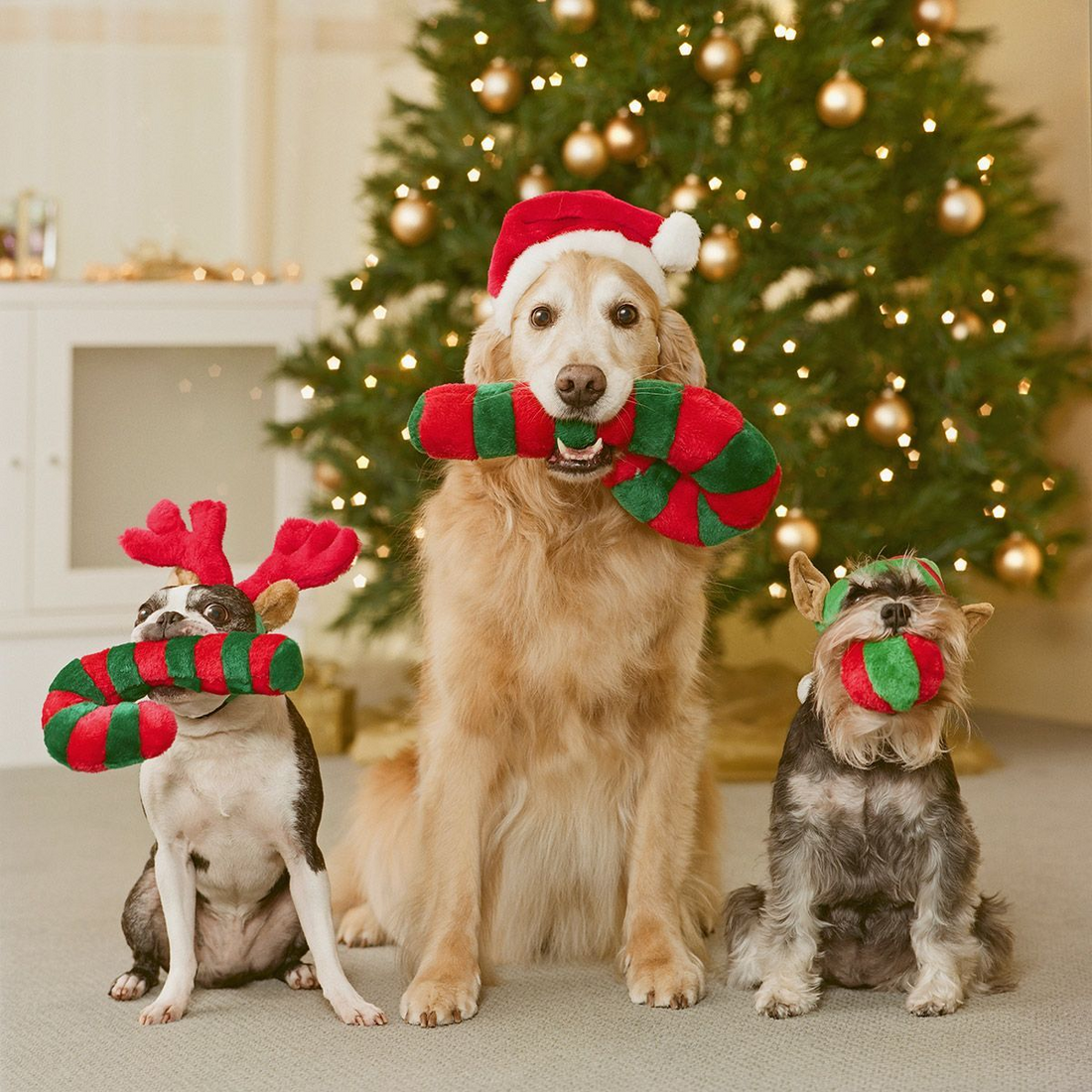 The Ultimate 7-Gift Guide for Pet Lovers this Christmas