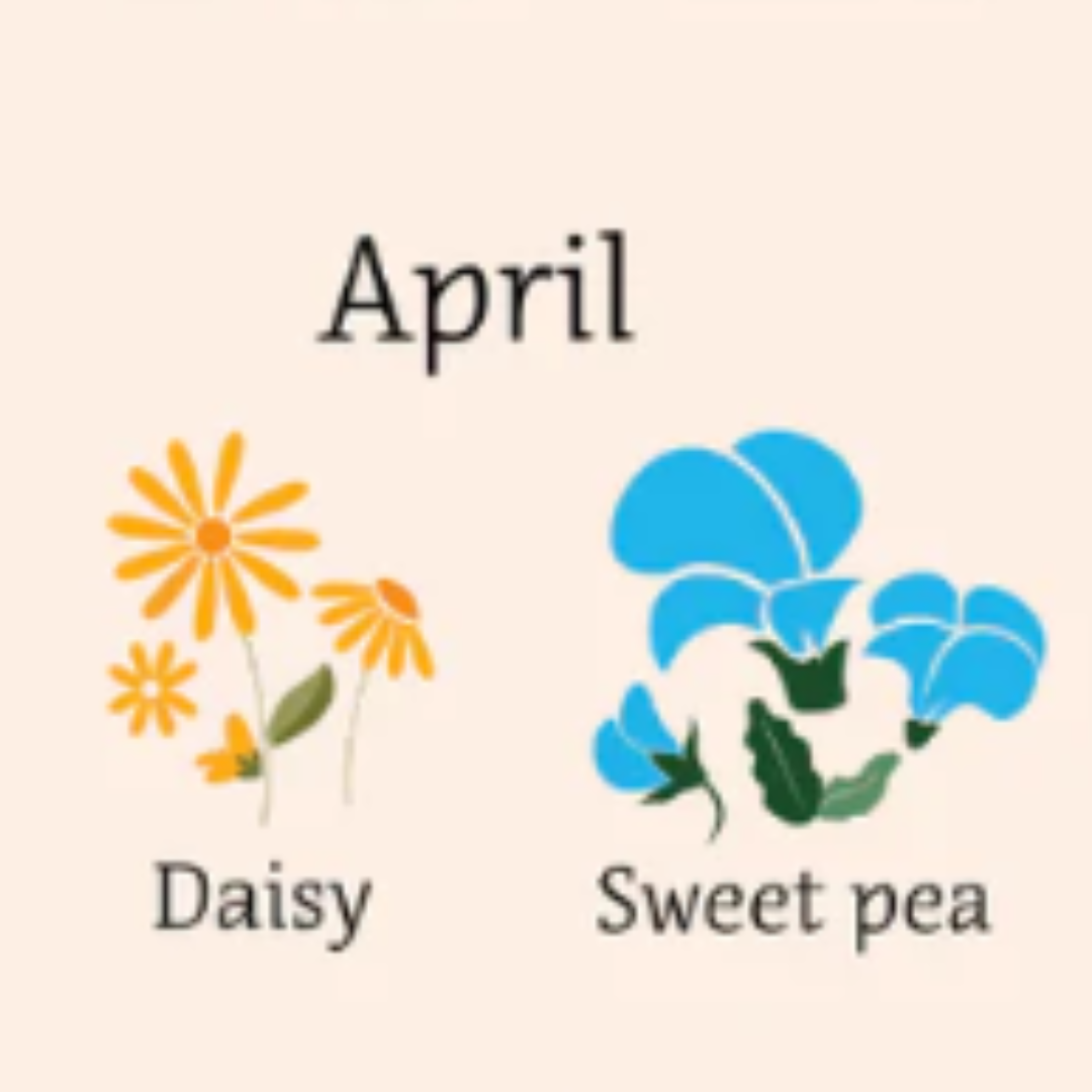 illustrated image of daisy and sweet pea flowers 