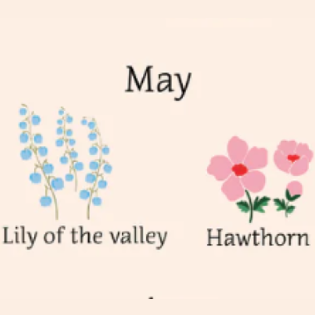 illustrated image of lily of the valley and hawthorn flowers 