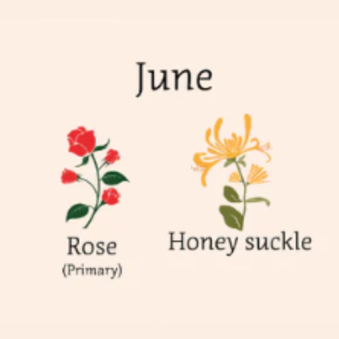 illustrated image of rose and honey suckle flowers 