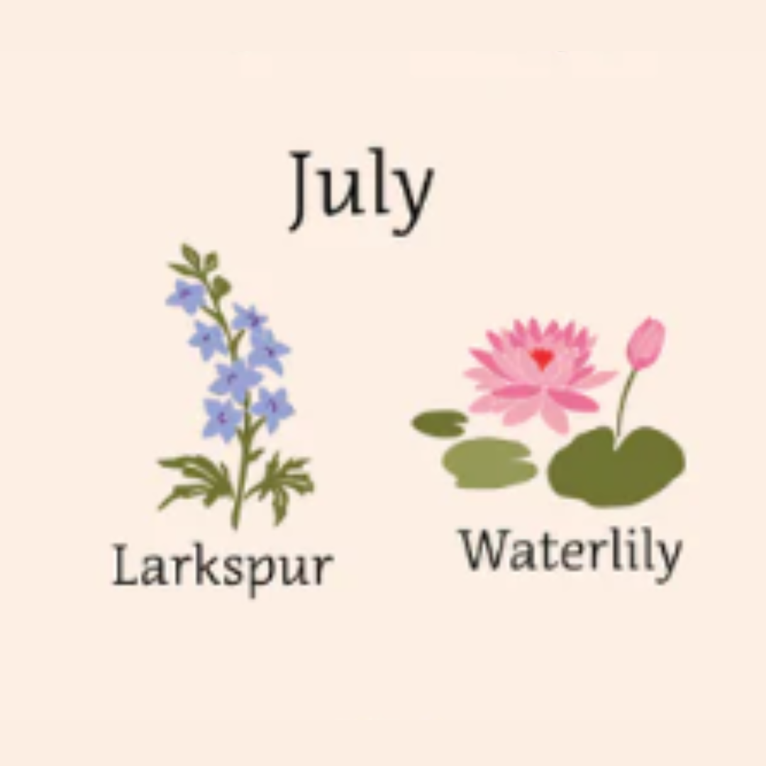 illustrated image of  larkspur and waterlily flowers 