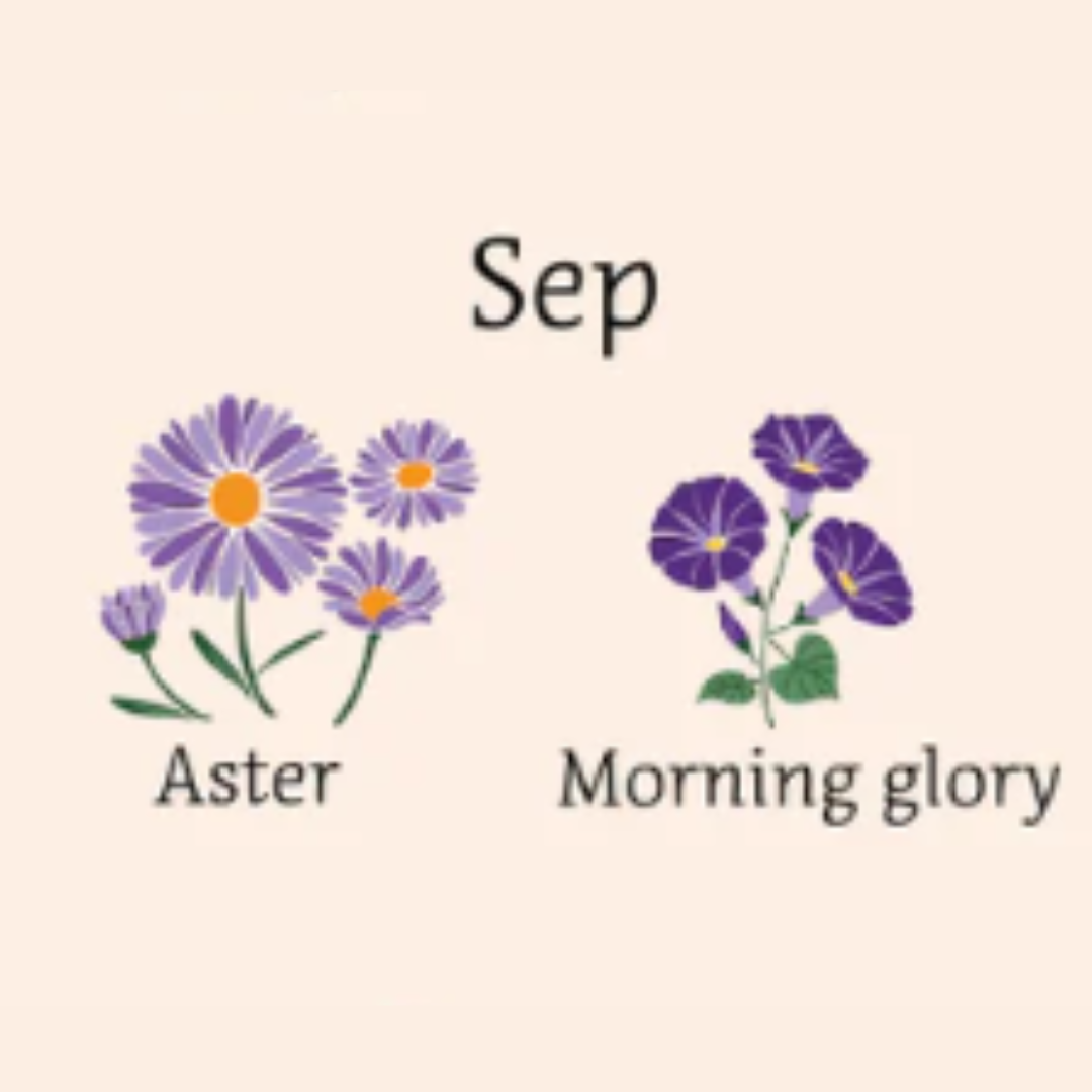 illustrated image of aster and morning glory flowers 