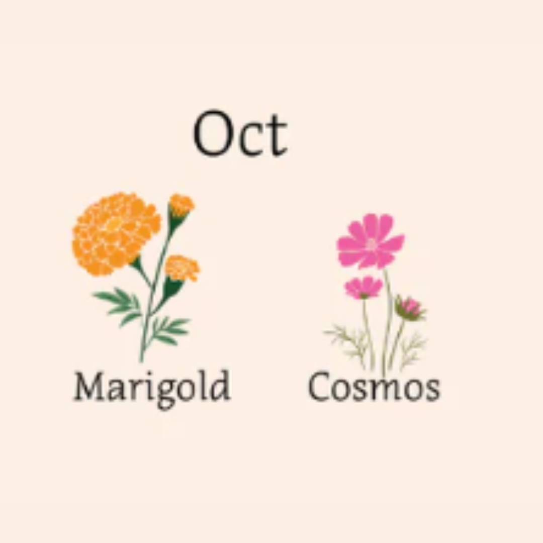 illustration of marigold and cosmos flowers 