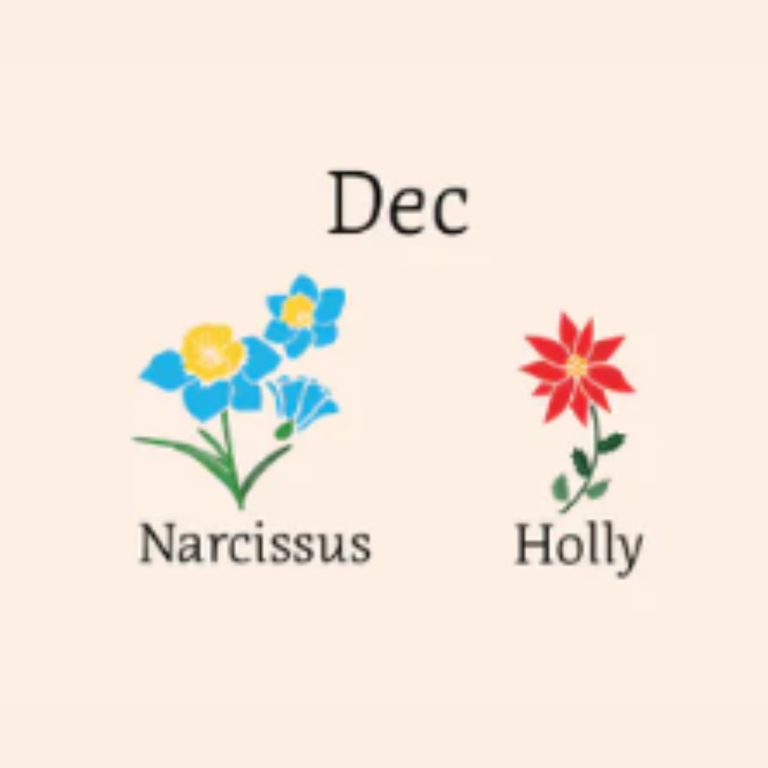 illustration of narcissus and holly flowers 