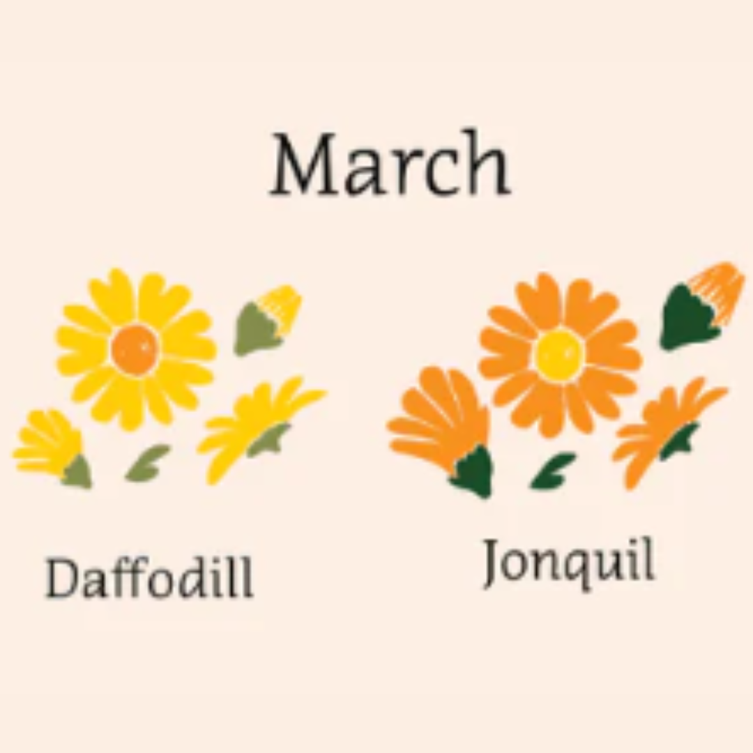 illustrated image of daffodil and jonquil flowers 