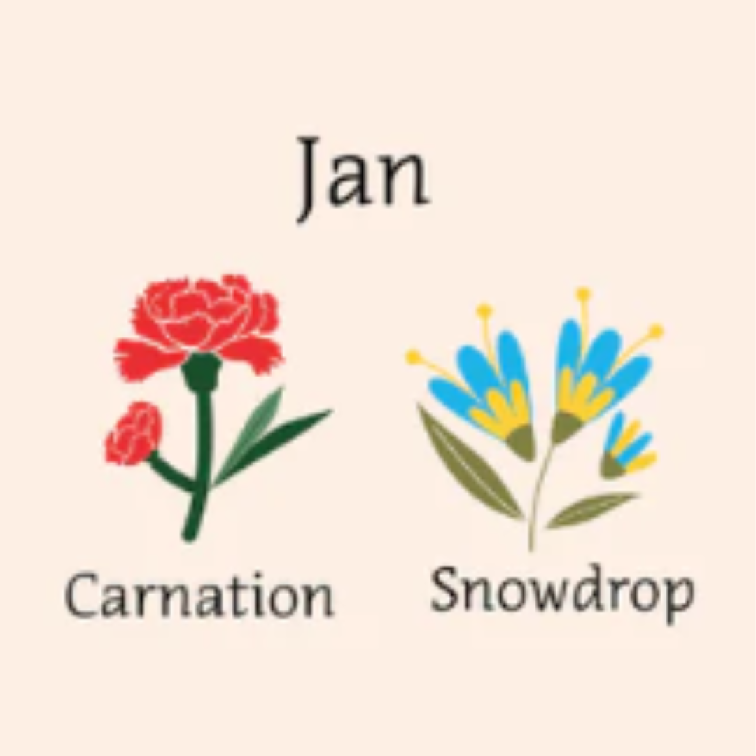 illustrated image of carnation and snowdrop flowers 