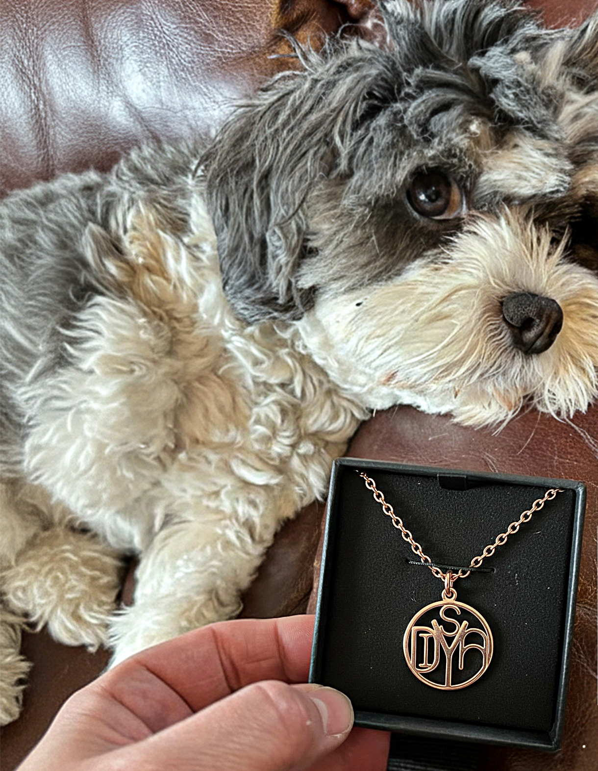 fluffy dog laying on a couch while a hand holds a monogram necklace in front of the dog 